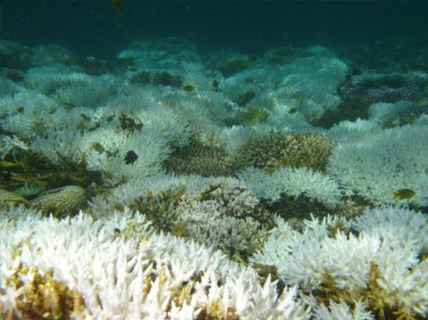 Blanchiment coralien 