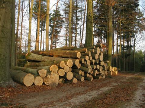Pile de bois le long d’une route forestière