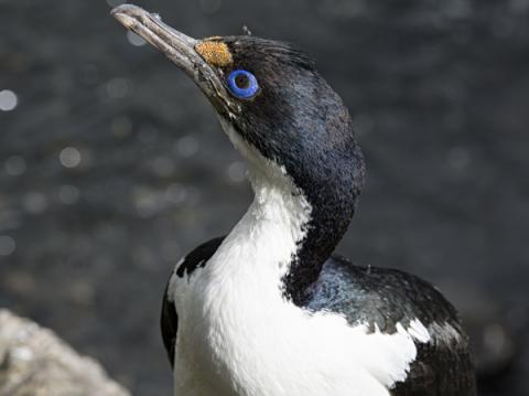 Cormoran de Kerguelen (Leucocarbo verrucosus), endémique des îles Kerguelen