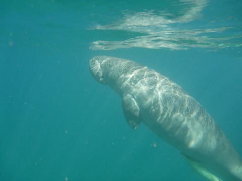 Dugong (Dugong dugon) dans la baie de Thio (Nouvelle-Calédonie)