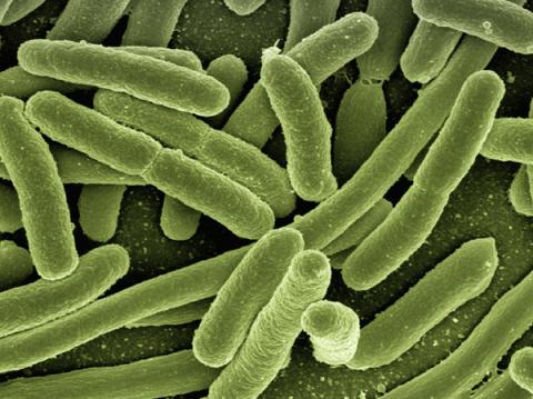 Escherichia coli, bactérie intestinale des mammifères