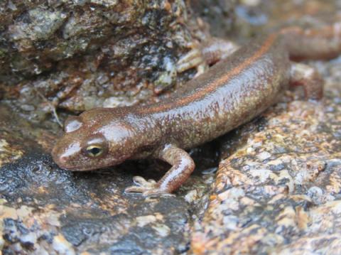 Euprocte de Corse (Euproctus montanus), salamandre endémique de Corse