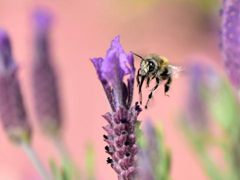 Pollinisation d’une lavande maritime par une abeille (Vaucluse)