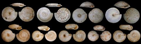 Coquilles d’escargots récemment éteints (Endodontidae), trouvées à Ruturu, Polynésie française.