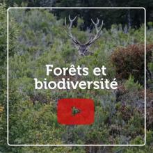 Forêts et biodiversité 