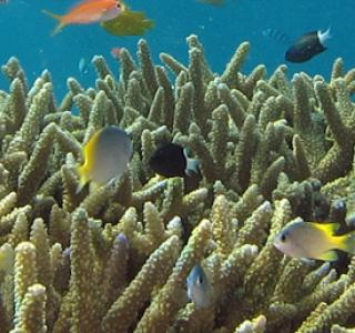 écosystème corallien