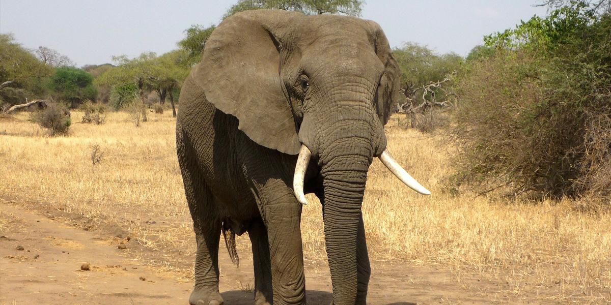 Éléphant d’Afrique (Loxodonta)