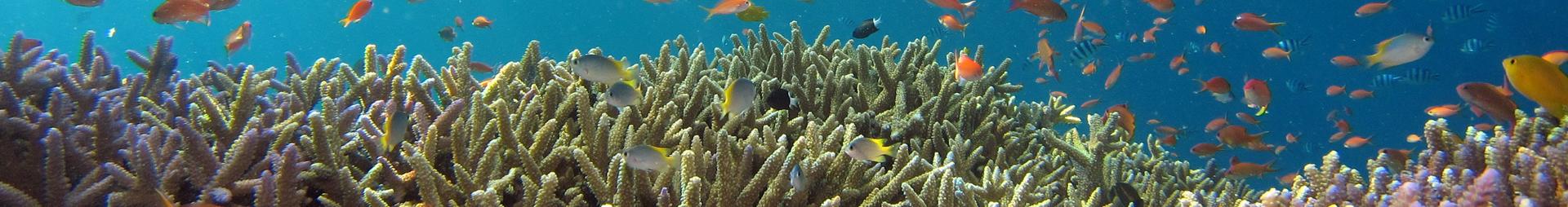 écosystème corallien