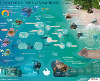 Les pontes de tortues marines en France ultramarine