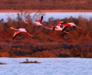 milieux humide camargue avec flamands roses