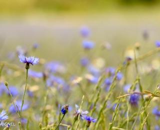 Prairie fleurie 