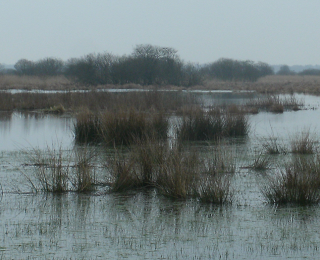 Marais de Brière