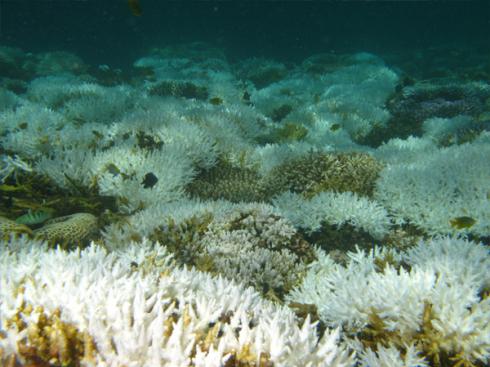 état de santé des coraux