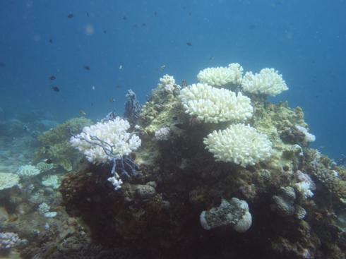 Blanchissement de coraux (Parc naturel marin de Mayotte)