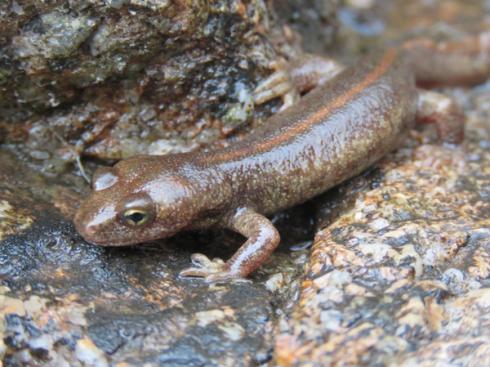 Euprocte de Corse (Euproctus montanus), salamandre endémique de Corse