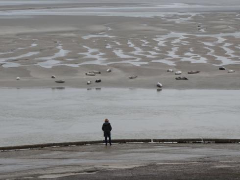 Observation de phoques gris et veaux marins à Berck-sur-mer (Pas-de-Calais)