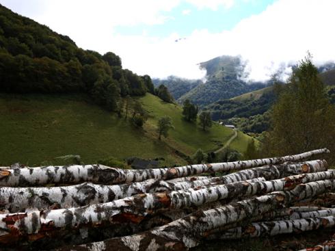 Tronçons de bois dans la descente du col de Bouesou (Pyrénées atlantiques)